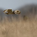 Hibou des Marais