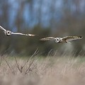 Hibou des Marais