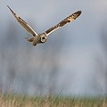 Hibou des Marais