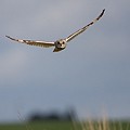 Hibou des Marais