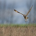 Hibou des Marais