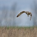 Hibou des Marais