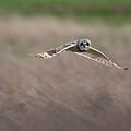 Hibou des Marais