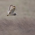 Hibou des Marais