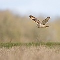 Hibou des Marais