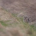 Hibou des Marais