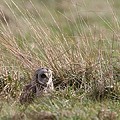 Hibou des Marais