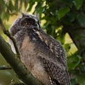 Hibou Moyen-Duc