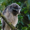 Hibou Moyen-Duc