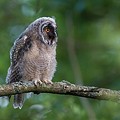 Hibou Moyen-Duc