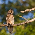 Hibou Moyen-Duc
