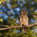 Hibou Moyen-Duc