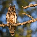 Hibou Moyen-Duc