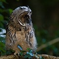Hibou Moyen-Duc