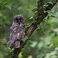 Hibou Moyen-Duc