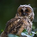 Hibou Moyen-Duc