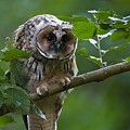 Hibou Moyen-Duc