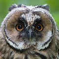 Hibou Moyen-Duc