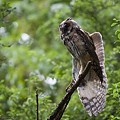 Hibou Moyen-Duc