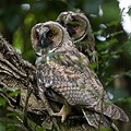 Hibou Moyen-Duc