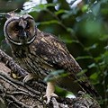 Hibou Moyen-Duc