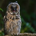 Hibou Moyen-Duc
