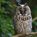 Hibou Moyen-Duc