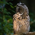 Hibou Moyen-Duc