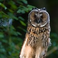 Hibou Moyen-Duc