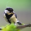 Mésange Charbonnière