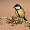 Mésange Charbonnière