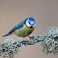 Mésange Bleue