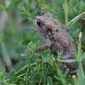 Crapaud
