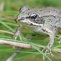 Grenouille Verte