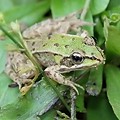 Grenouille Verte