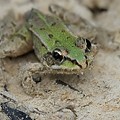 Grenouille Verte