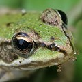 Grenouille Verte