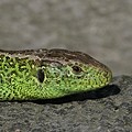 Lezard des Souches