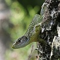 Lezard Vert