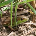 Lezard Vert