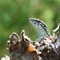 Lezard des Murailles