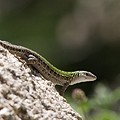 Lezard Sicilien