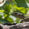 Lezard Sicilien