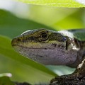 Lezard Sicilien