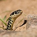 Couleuvre Verte et Jaune