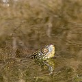 Tortue Cistude