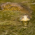 Tortue Cistude