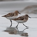 Bécasseau Sanderling