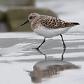 Bécasseau Sanderling