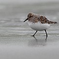 Bécasseau Sanderling